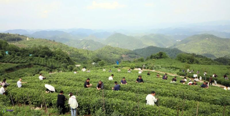 【Fenggang Tourism】Meet at Baiziding and watch the clouds roll by